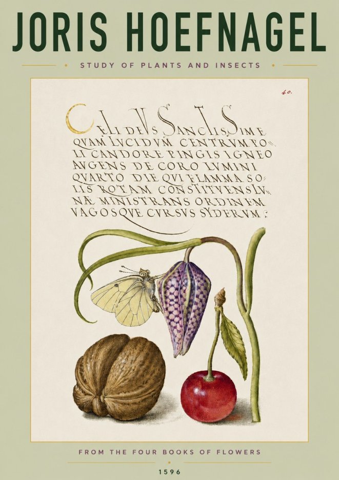 Joris Hoefnagel Study of Plants and Insects No4 - Poszter