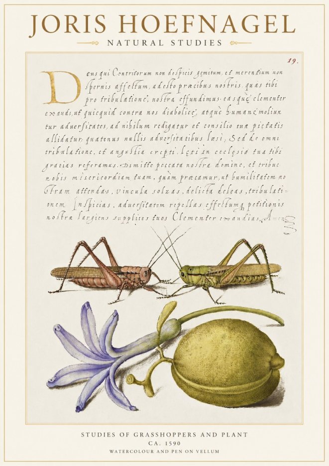 Joris Hoefnagel Studies of Grasshoppers and Plant No1 - Poszter