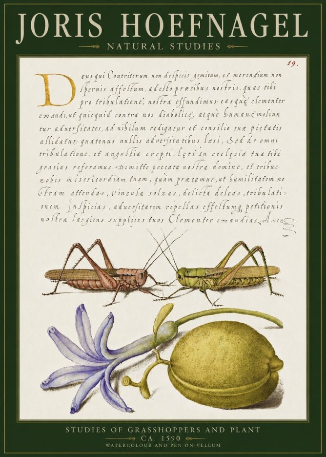Joris Hoefnagel Studies of Grasshoppers and Plant No2 - Poszter