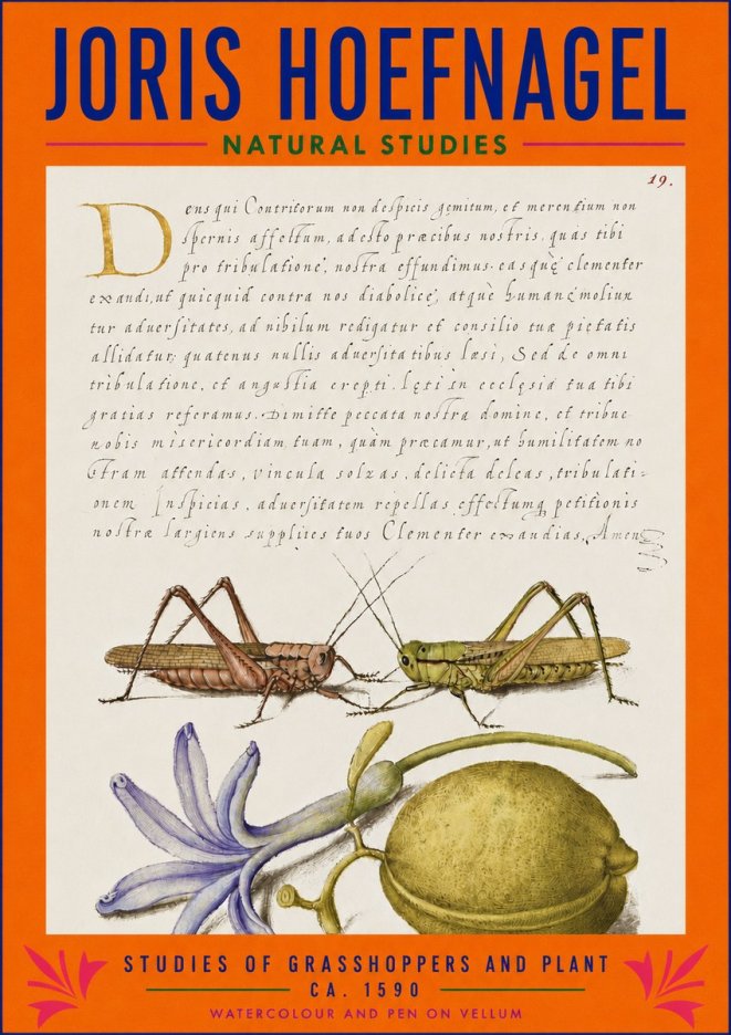 Joris Hoefnagel Studies of Grasshoppers and Plant No3 - Poszter