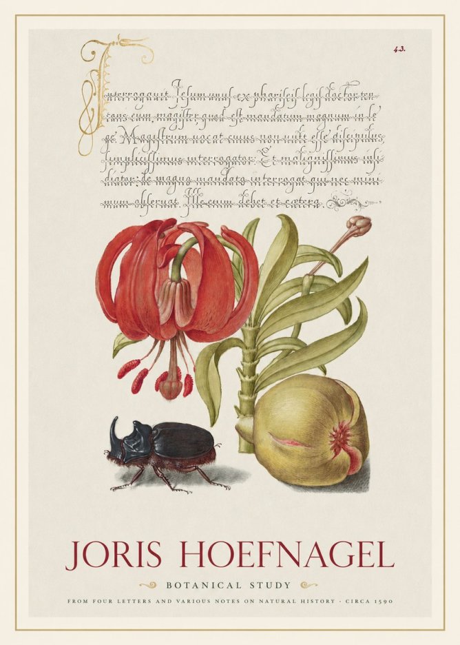Joris Hoefnagel Botanical Study II No1 - Poszter