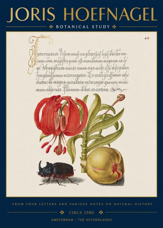 Joris Hoefnagel Botanical Study II No3 - Poszter