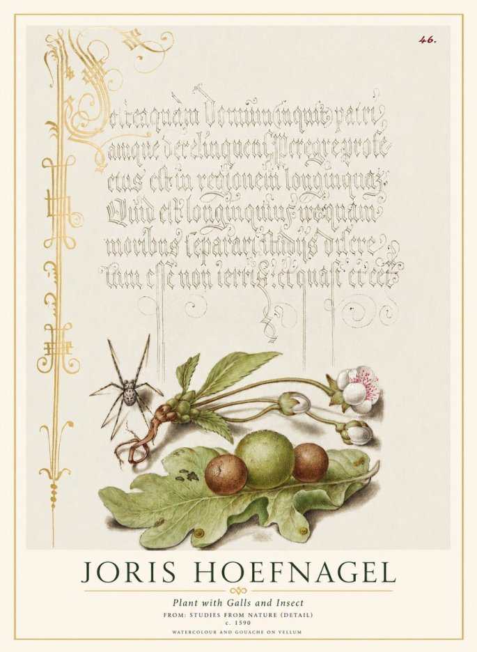 Joris Hoefnagel Plant with Galls and Insect No1 - Poszter