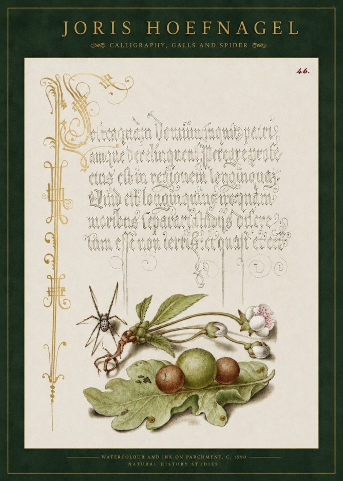 Joris Hoefnagel Plant with Galls and Insect No3 - Poszter