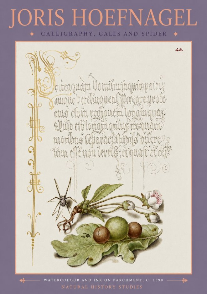 Joris Hoefnagel Plant with Galls and Insect No4 - Poszter