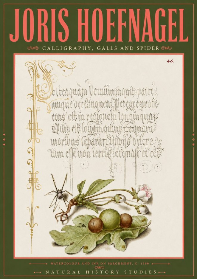 Joris Hoefnagel Plant with Galls and Insect No6 - Poszter