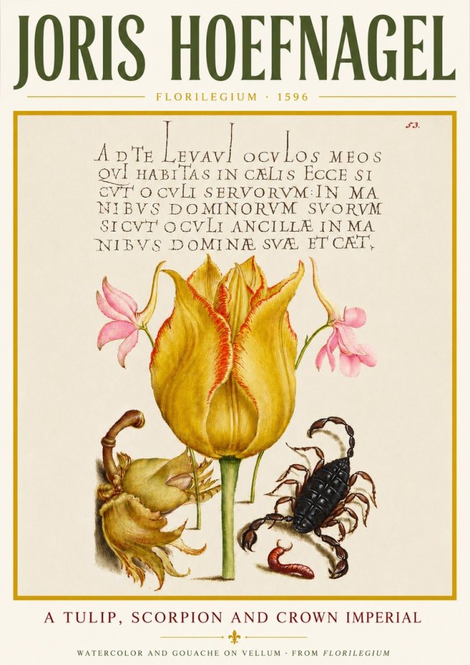 Joris Hoefnagel A Tulip, Scorpion and Crown Imperial No4 - Poszter
