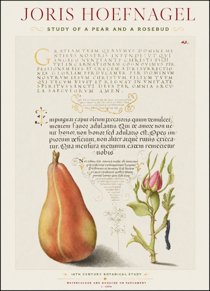 Joris Hoefnagel Aphorisms with Pear and Rose No3 - Poszter