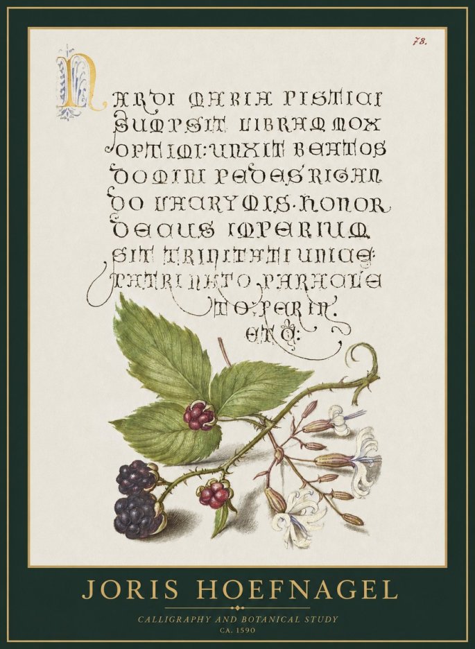 Joris Hoefnagel Calligraphy and Botanical Study II No1 - Poszter