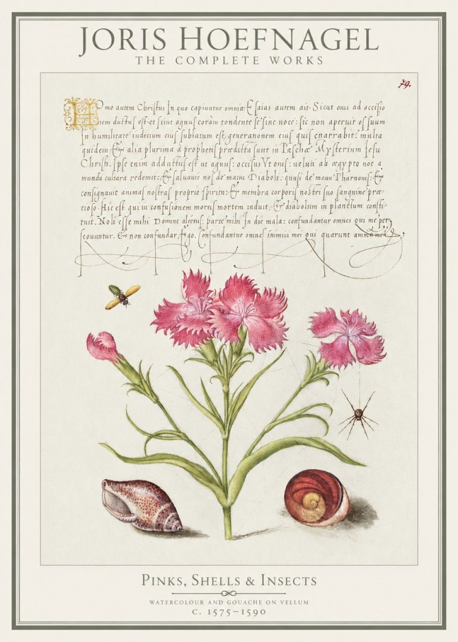 Joris Hoefnagel Pinks, Shells & Insects No1 - Poszter