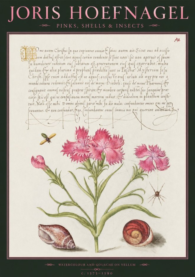 Joris Hoefnagel Pinks, Shells & Insects No2 - Poszter