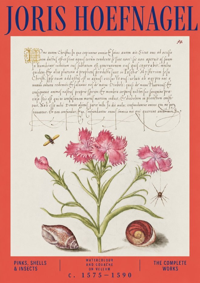 Joris Hoefnagel Pinks, Shells & Insects No3 - Poszter