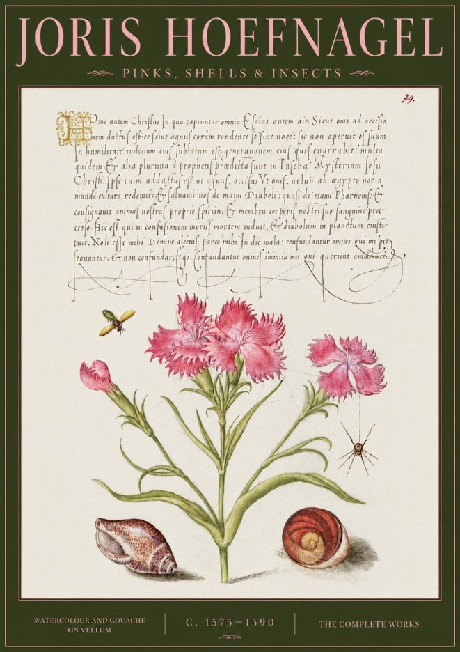 Joris Hoefnagel Pinks, Shells & Insects No4 - Poszter