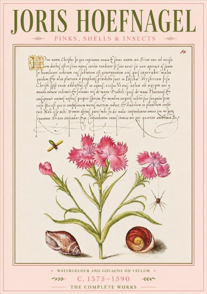 Joris Hoefnagel Pinks, Shells & Insects No6 - Poszter