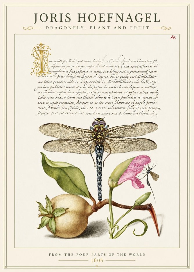 Joris Hoefnagel Dragonfly, Plant and Fruit No1 - Poszter
