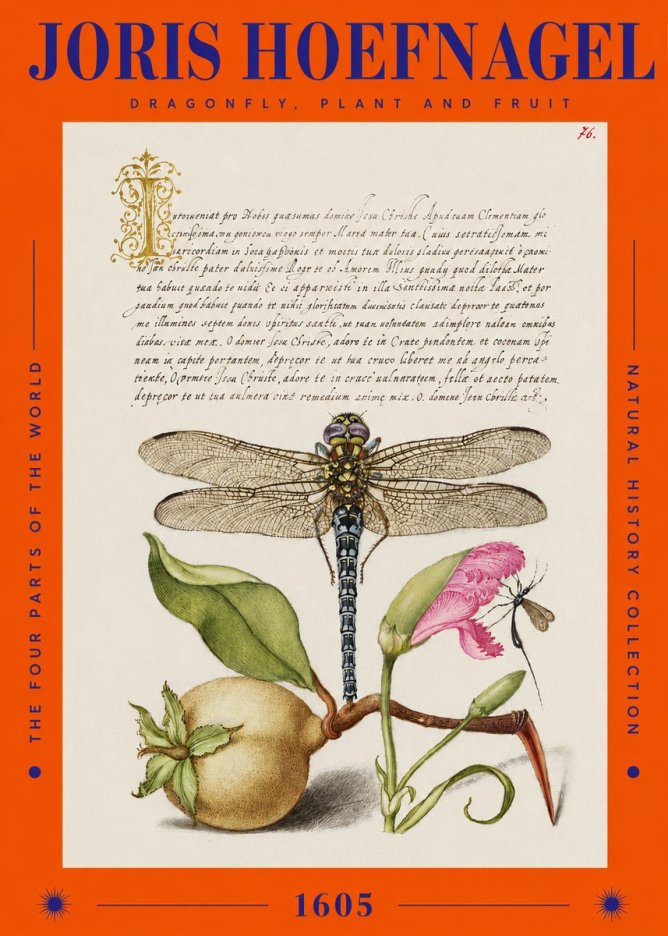 Joris Hoefnagel Dragonfly, Plant and Fruit No2 - Poszter