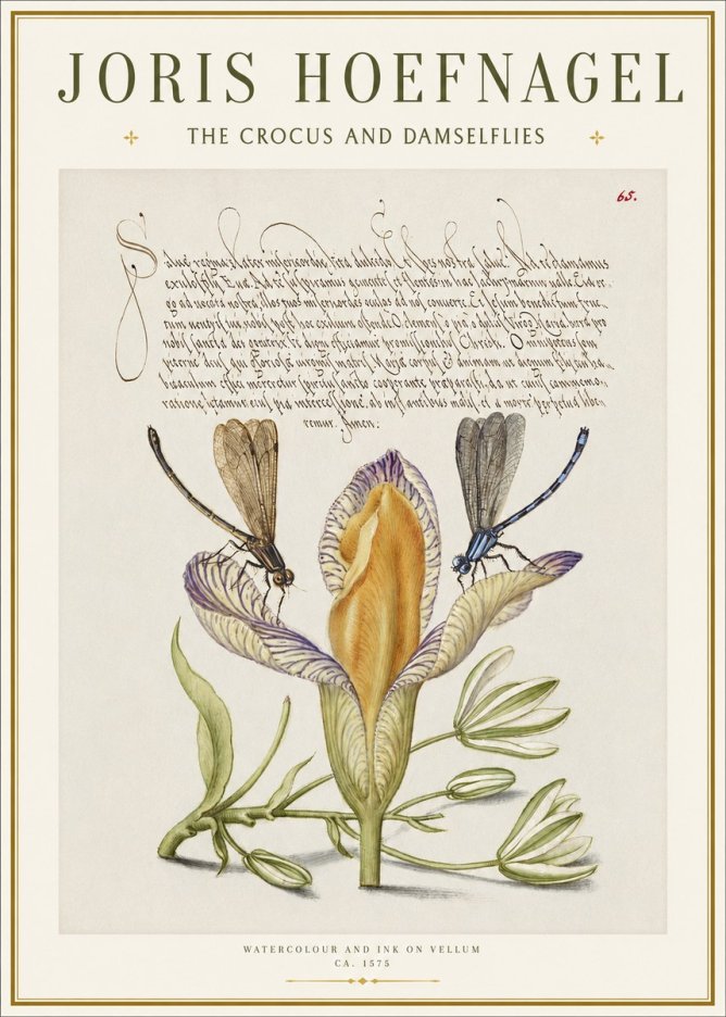 Joris Hoefnagel The Crocus and Damselflies No1 - Poszter
