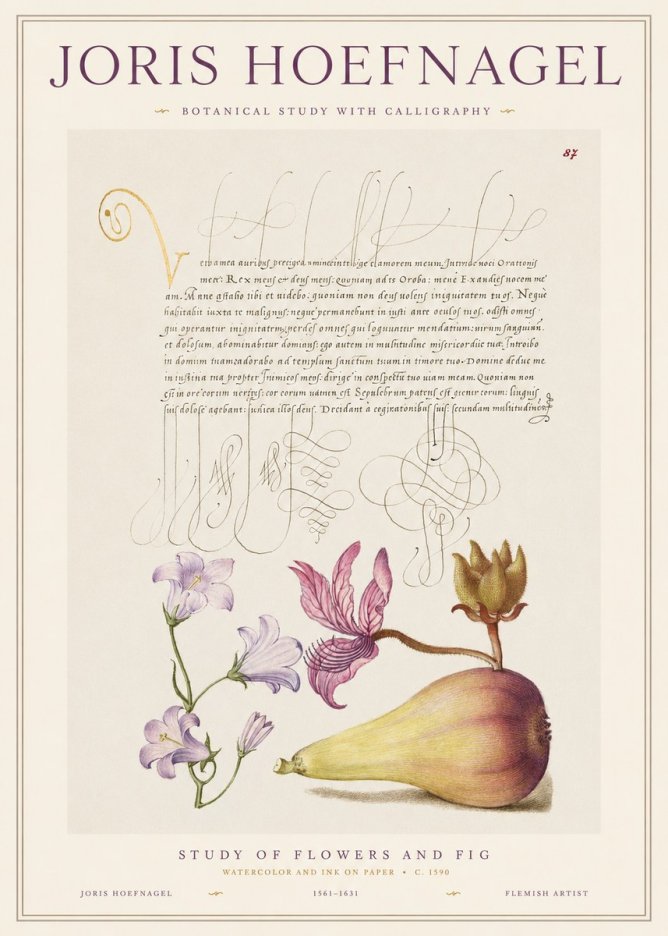Joris Hoefnagel Study of Plants II No2 - Poszter