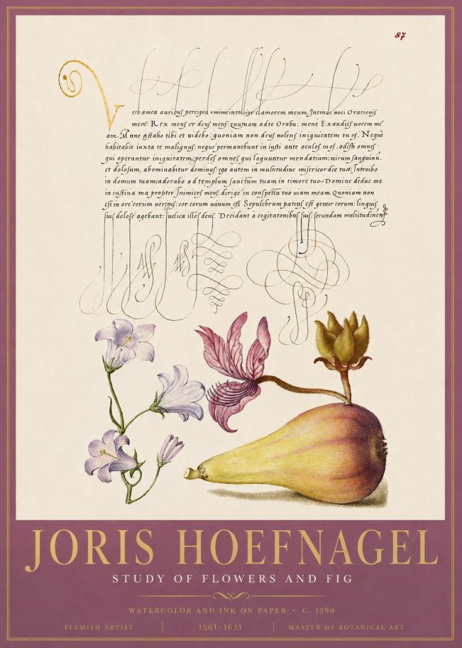 Joris Hoefnagel Study of Plants II No5 - Poszter