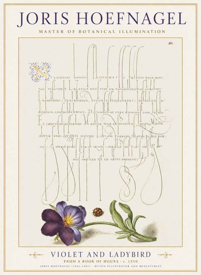 Joris Hoefnagel Violet and Ladybird No1 - Poszter
