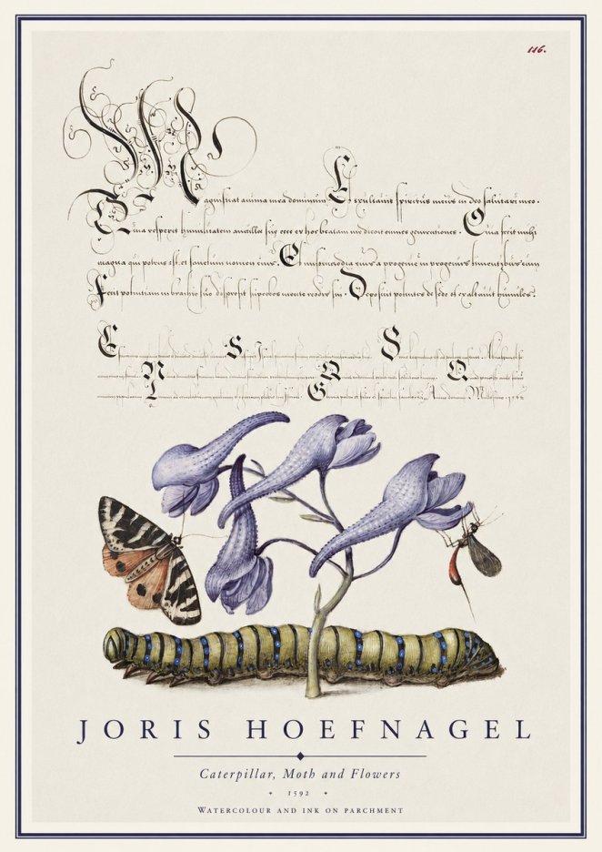 Joris Hoefnagel Caterpillar, Moth and Flowers No1 - Poszter