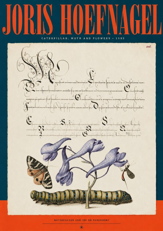 Joris Hoefnagel Caterpillar, Moth and Flowers No2 - Poszter