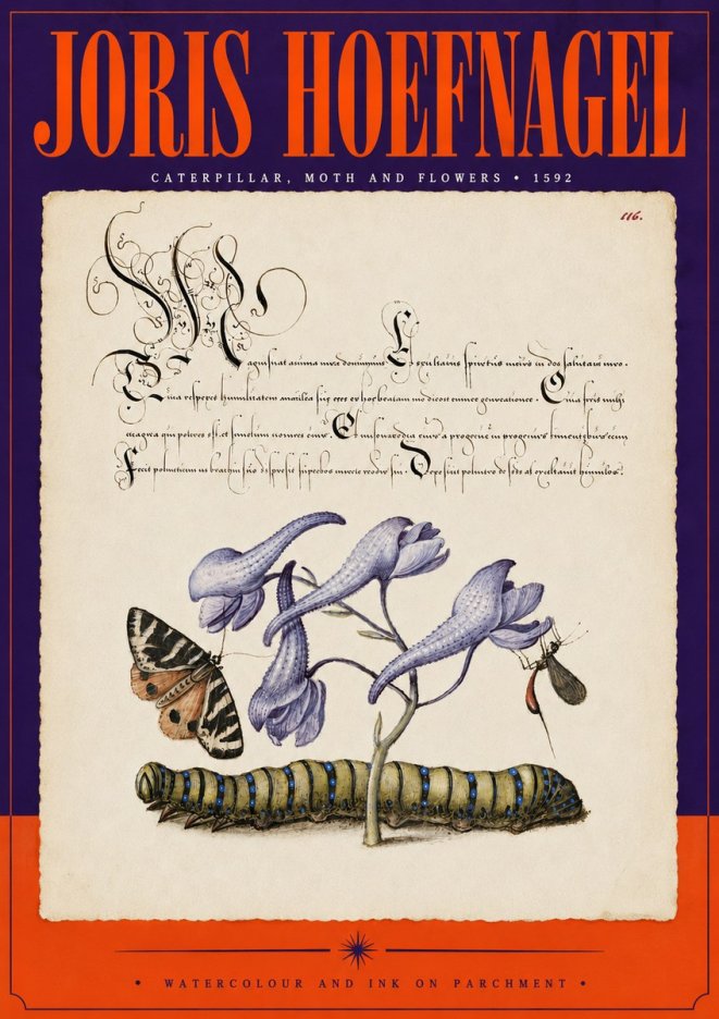 Joris Hoefnagel Caterpillar, Moth and Flowers No5 - Poszter