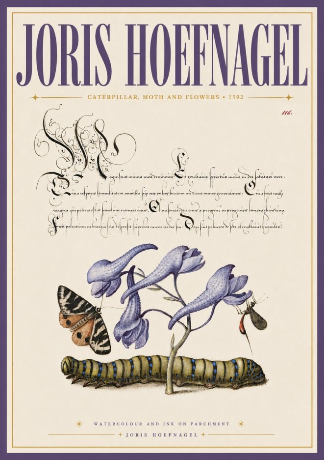 Joris Hoefnagel Caterpillar, Moth and Flowers No6 - Poszter