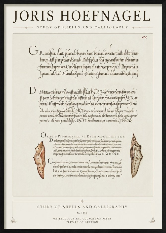 Joris Hoefnagel Study of Shells and Calligraphy No1 - Poszter