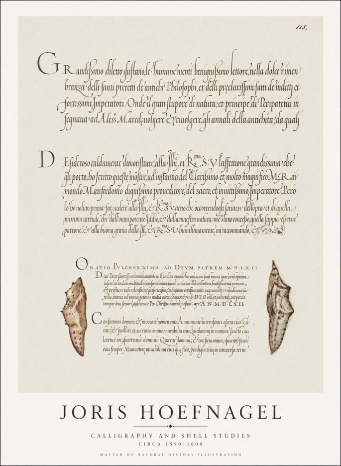 Joris Hoefnagel Study of Shells and Calligraphy No2 - Poszter