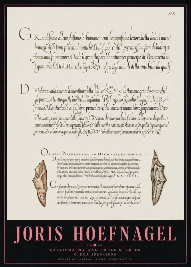 Joris Hoefnagel Study of Shells and Calligraphy No5 - Poszter