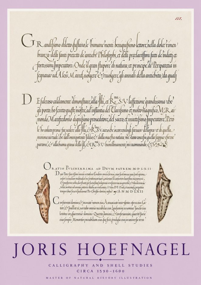 Joris Hoefnagel Study of Shells and Calligraphy No6 - Poszter