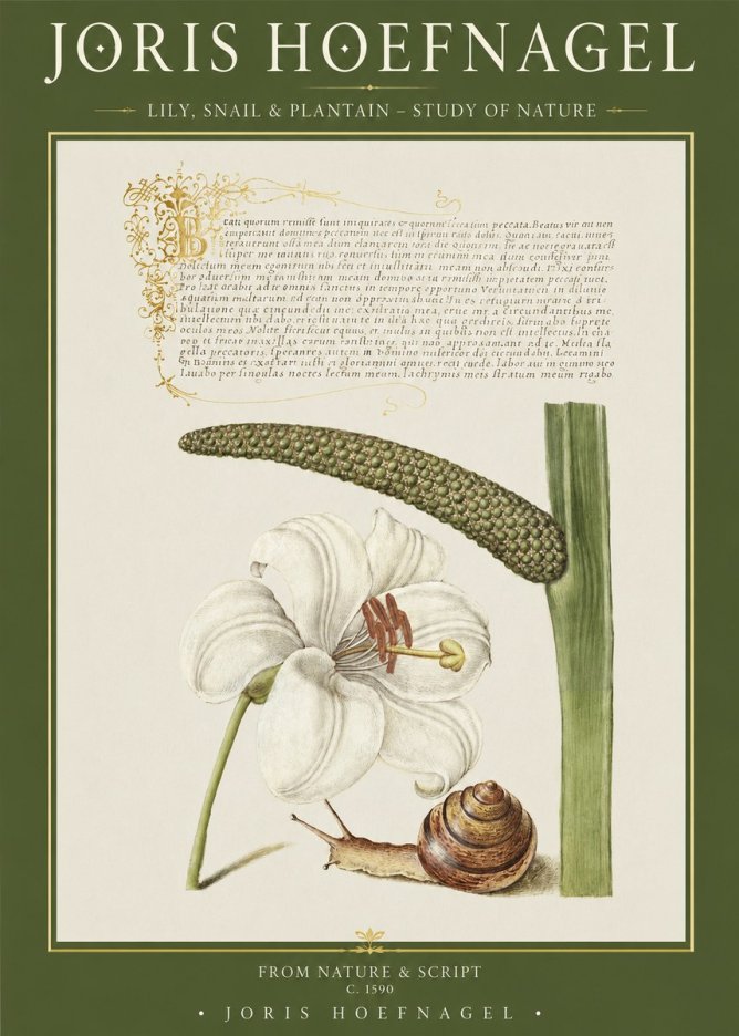 Joris Hoefnagel Lily, Snail & Plantain - Study of Nature No1 - Poszter