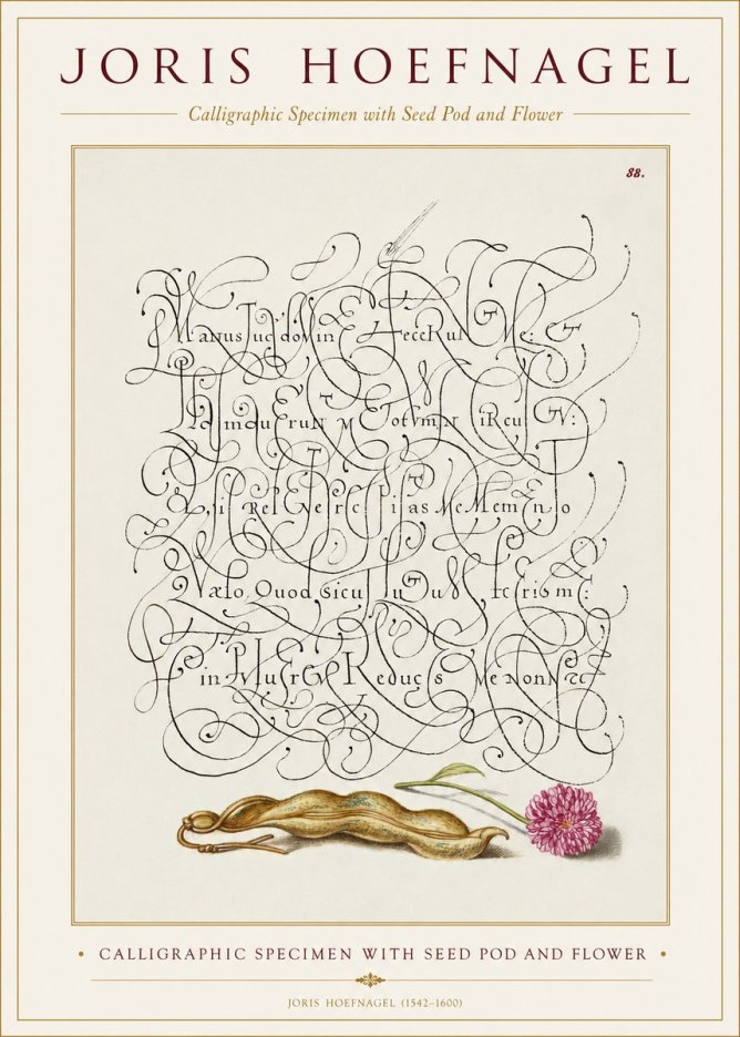 Joris Hoefnagel Calligraphic Specimen with Seed Pod and Flower No1 - Poszter