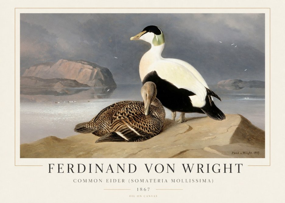Ferdinand von Wright Common Eider (Somateria Mollissima) No1 - Poszter