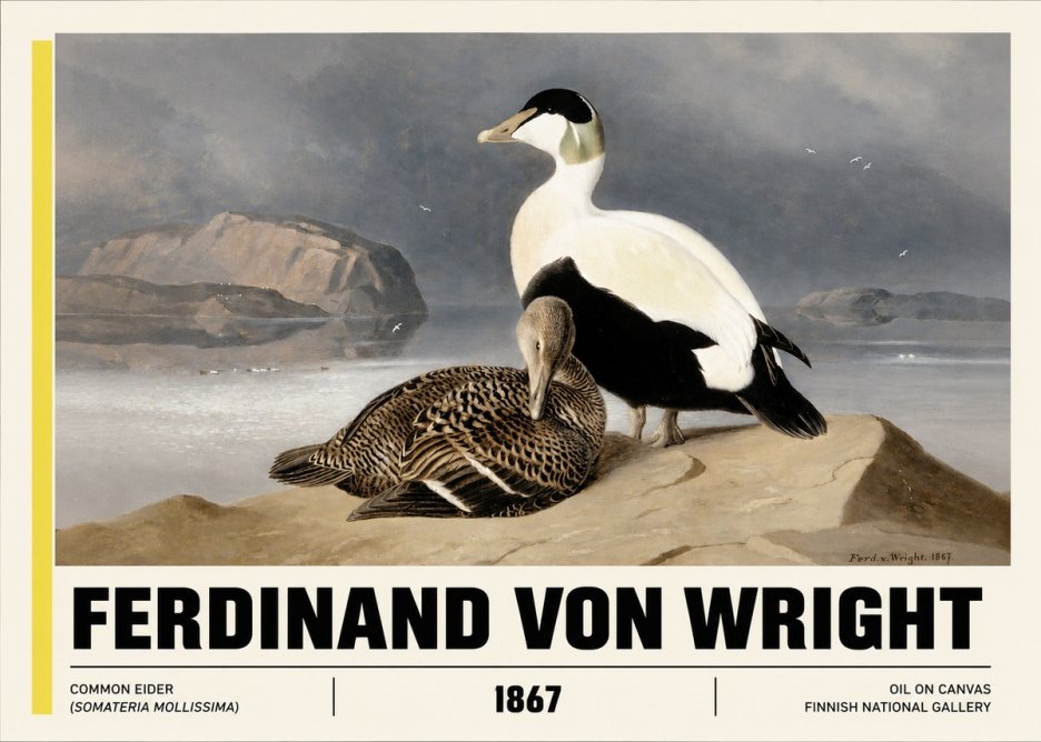 Ferdinand von Wright Common Eider (Somateria Mollissima) No3 - Poszter