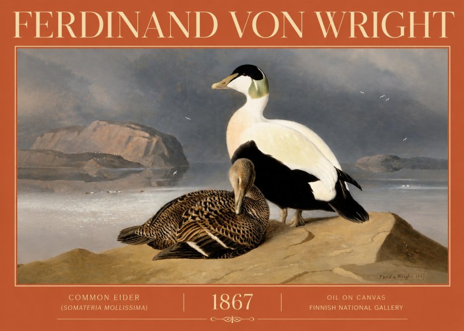 Ferdinand von Wright Common Eider (Somateria Mollissima) No4 - Poszter