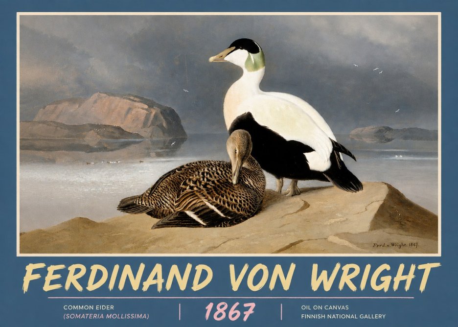 Ferdinand von Wright Common Eider (Somateria Mollissima) No5 - Poszter