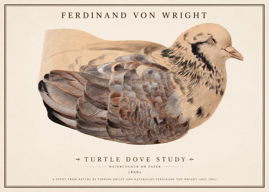Ferdinand von Wright Turtle Dove Study No1 - Poszter