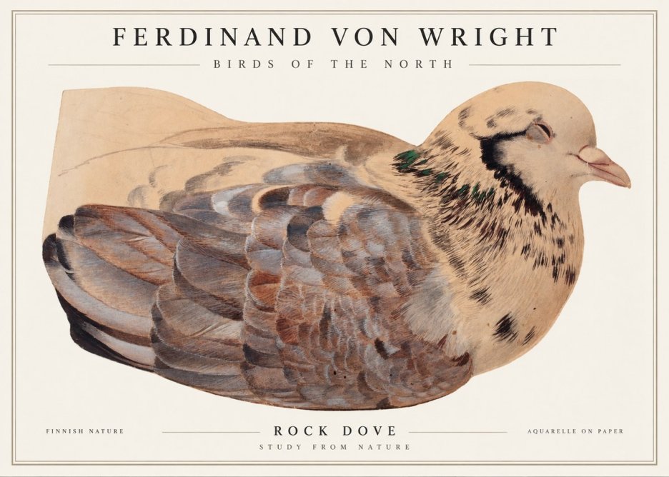 Ferdinand von Wright Turtle Dove Study No2 - Poszter