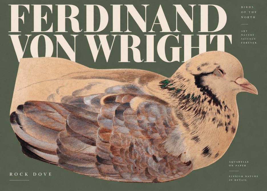 Ferdinand von Wright Turtle Dove Study No3 - Poszter