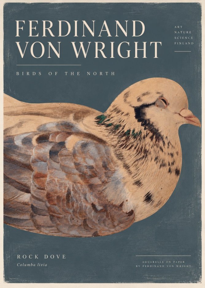 Ferdinand von Wright Turtle Dove Study No5 - Poszter