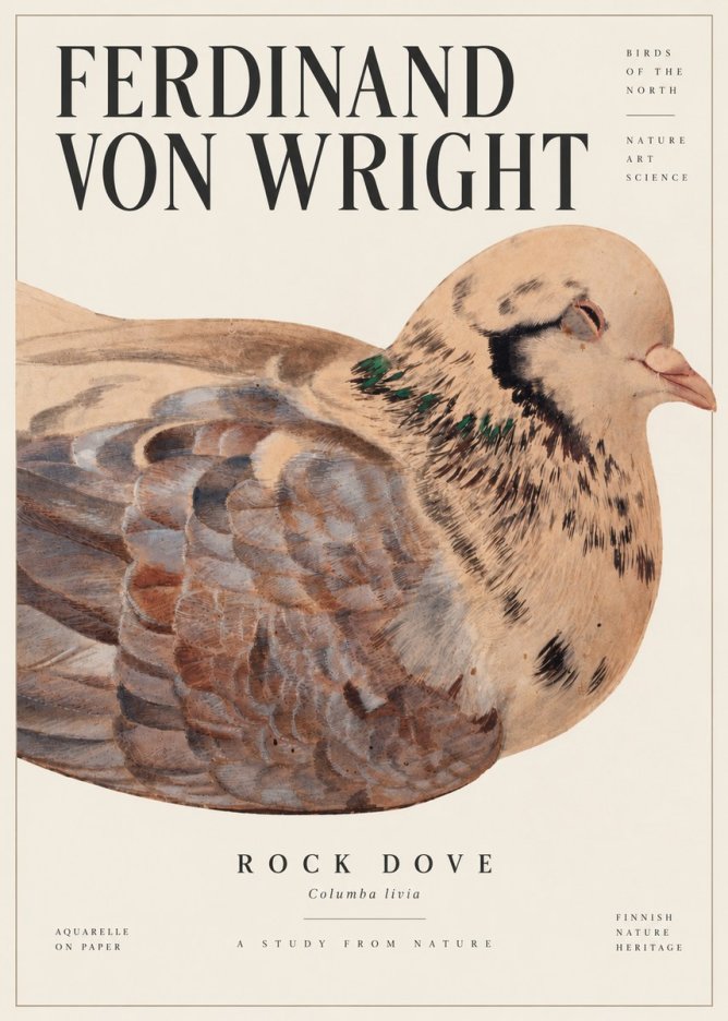 Ferdinand von Wright Turtle Dove Study No6 - Poszter