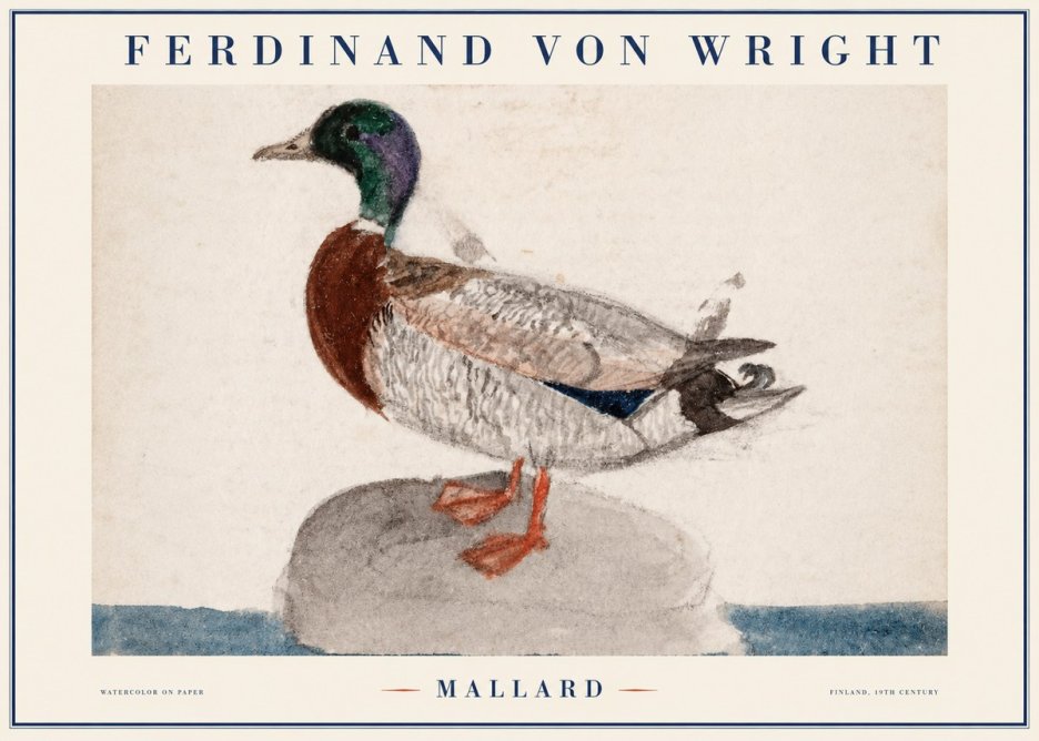 Ferdinand von Wright Mallard No1 - Poszter