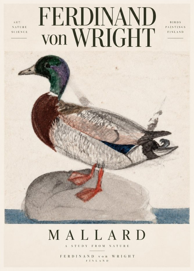 Ferdinand von Wright Mallard No3 - Poszter