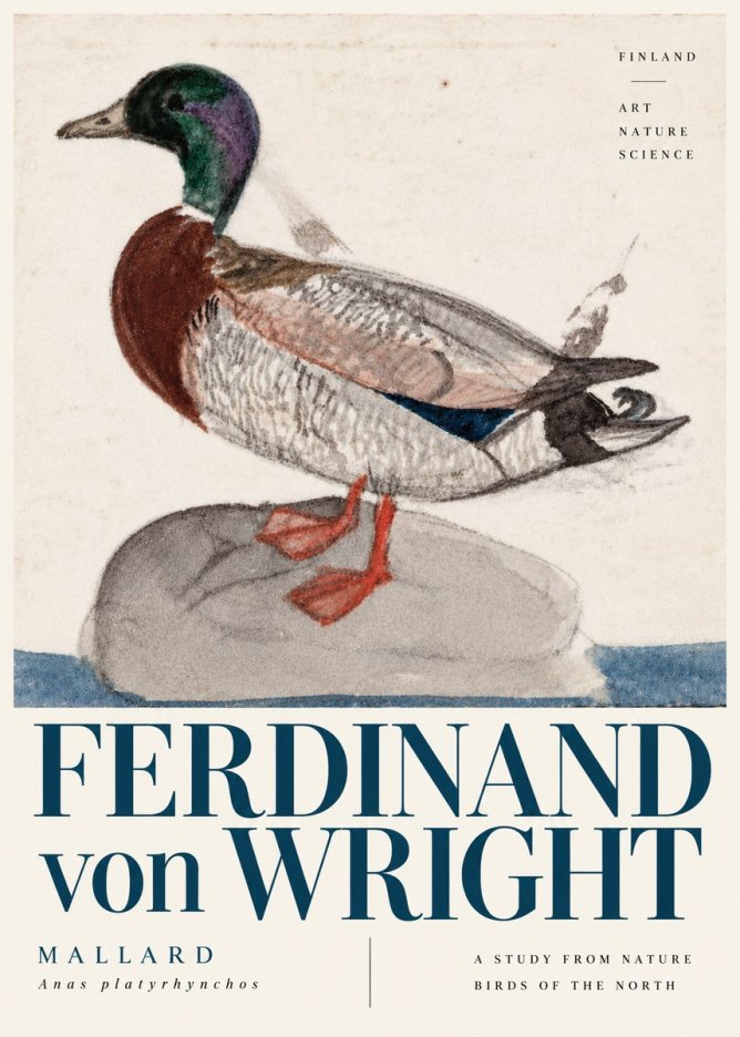 Ferdinand von Wright Mallard No6 - Poszter