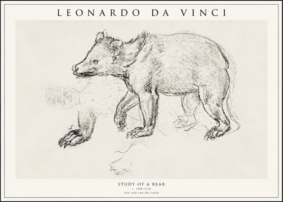 Leonardo da Vinci Study of a Bear No1 - Poszter