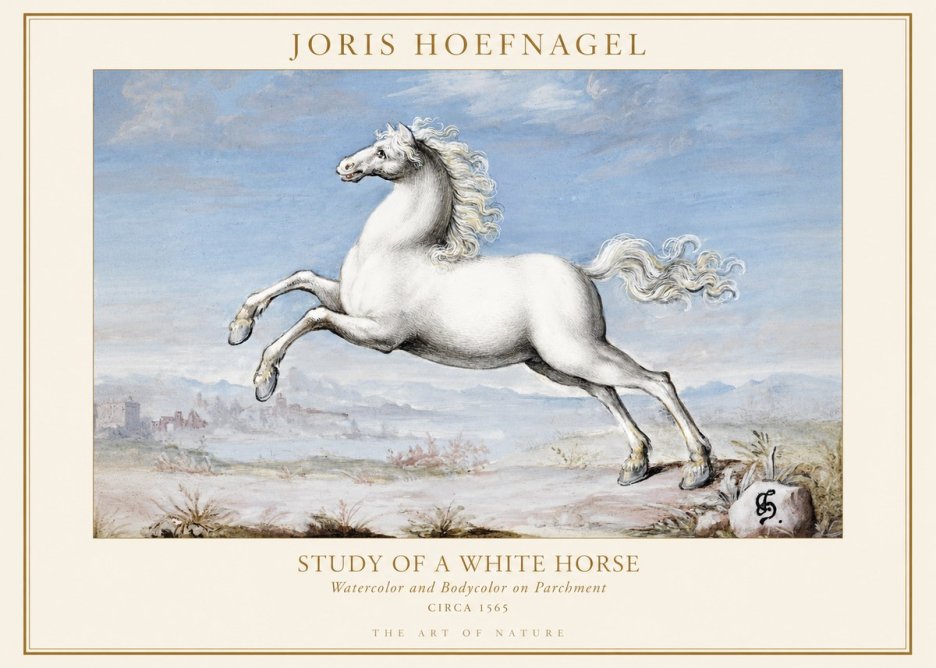 Joris Hoefnagel Study of a White Horse No1 - Poszter