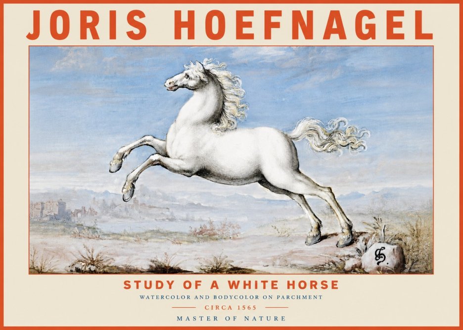 Joris Hoefnagel Study of a White Horse No4 - Poszter