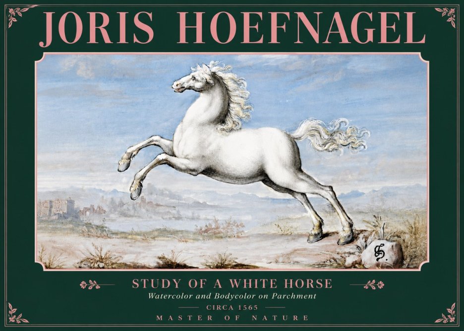 Joris Hoefnagel Study of a White Horse No5 - Poszter